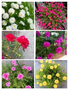Combo Of Portulaca