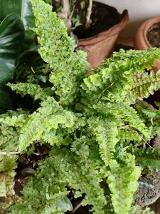 Nephrolepis fern