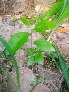 Plants Combo