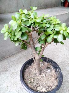 Jade Bonsai (Lucky Plant)
