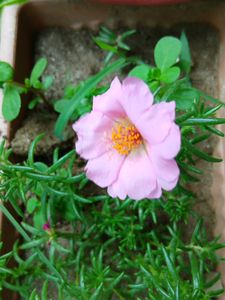 Double Petals Portulaca