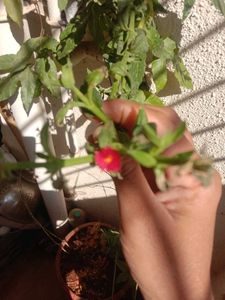 Plant Combo Offer