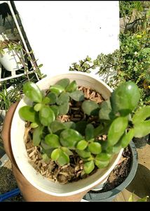 2 Jade Plant With Pot
