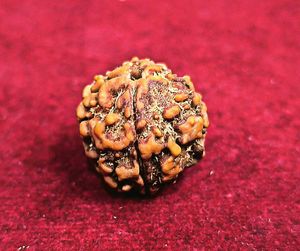 Mukhi Rudraksha Orginal