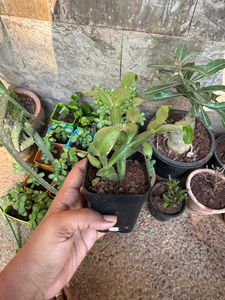 Christmas Cactus