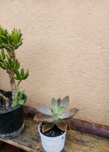 Echeveria Succulent Big Size