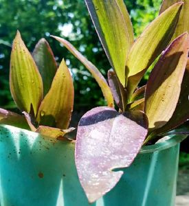 Combo PLANTS