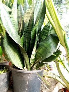 Combo Of 4 Healthy Plants
