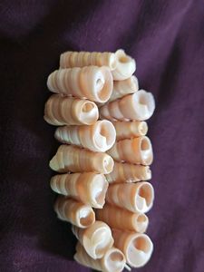 Beach Wear Jewellery Set &amp; Hair Clips