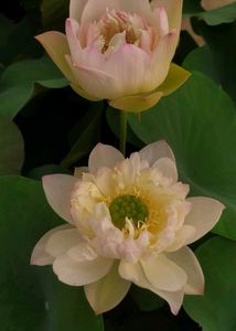 Lotus Tuber For Sale