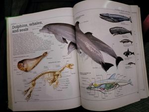 Ultimate Family Visual Dictionary
