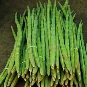 Ohhsome Live Sahjan/Drumstick/Moringa Oleifera Med