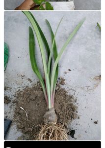 Any 10 Plant Combo