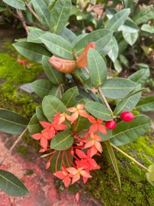 Healthy Ixora Plant