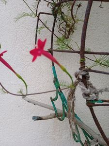 Tarulata  Plant Or Seeds