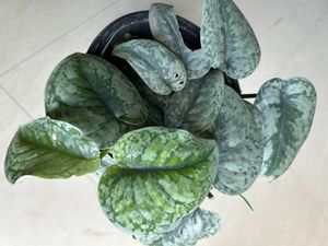 House Plant
