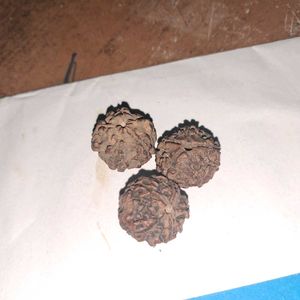 3 Vintage Panch Mukhi Rudraksh