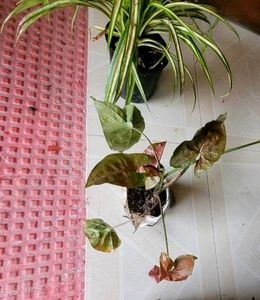 Set Arrowhead Vine &amp; Pandanus Veitchii Plants