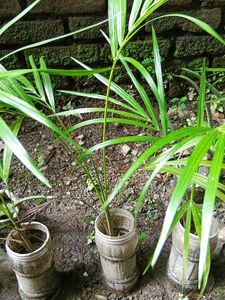 Areca Palm with Plastic Pot 1