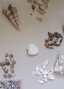 Sea Shells And Accessories
