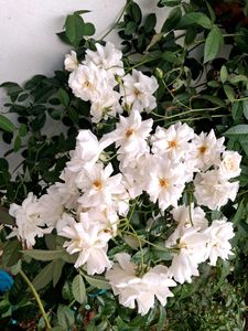 3Creeper Rose Cuttings Available🌹🌹🌹