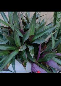 Raheo,Ajwain Purple Heart Wid Free Portulaca