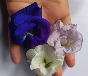 Butterfly Pea Flower(Multipettle)