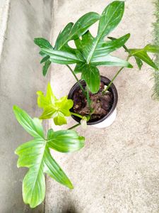 Assorted  Air Purifying Combo