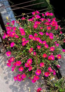 Combo Of Portulaca