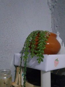 Artificial Succulent Plant