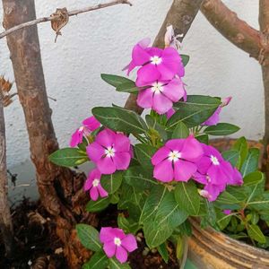 Combo Of Any 4 Plants