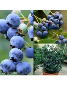 blue berry 🫐 plant easily grow in pot