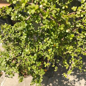 Jade Plant Sticks