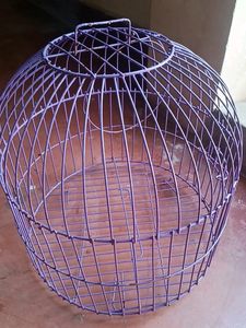 Birds Cage