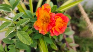 8 Colour Combo Portulaca