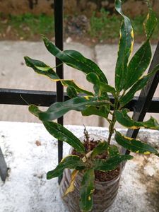 combo of 4+ freebies as Moss Rosa cutting flower