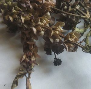 Basil Tulsi Seeds