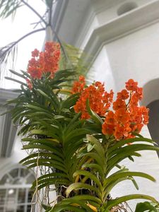 Orchid Flower Live Plant Pack Of 1