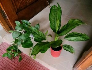 Set 2 Money & Plants