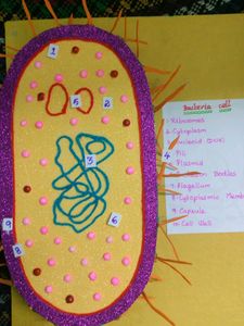 Bacteria Cell Model