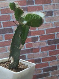 Dragon Fruit Plant Without Pot