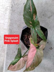 Assorted Indoor Plants combo
