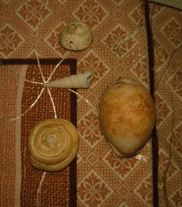 Shells