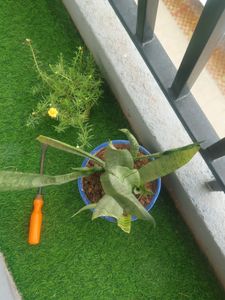 Snack PLANT Without Pot