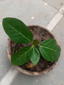 air purifier plants