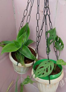 combo of Broken heart and Basket plant