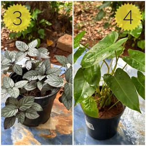 You Can Select 10 Live Root Plants