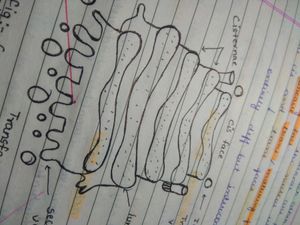 Biology Neat Handwritten Notes