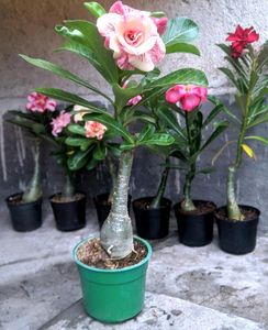 Adenium Live Plant