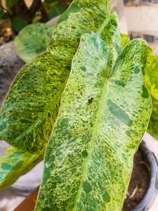 ParaisoVerde Philodendron